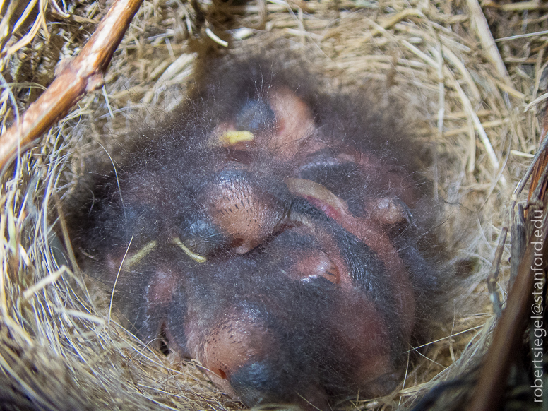 junco